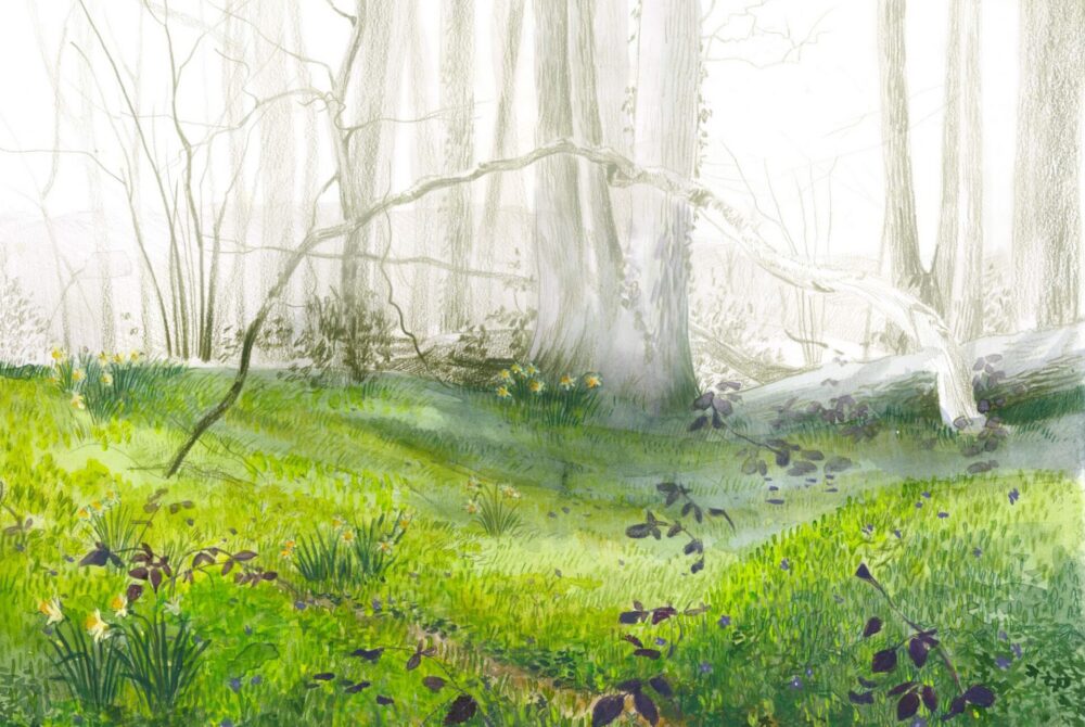 Série d'illustrations sur le Bois Lacheix (Creuse) - Mairie de Mérinchal (2024) © Tiphaine Laurent